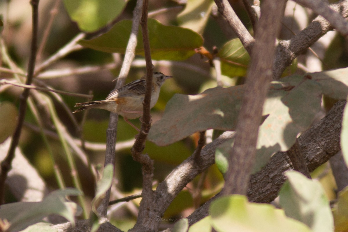 Zitting Cisticola - ML300900411