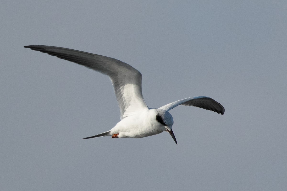 Forster's Tern - Robert Lewis