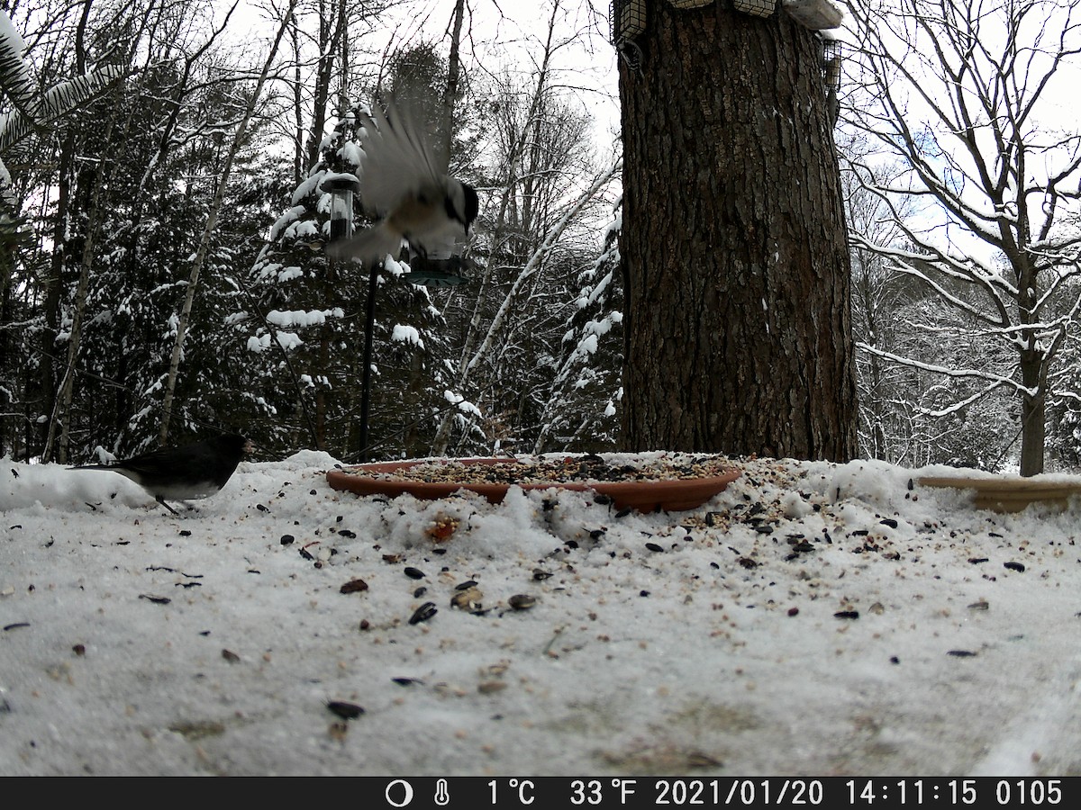 Black-capped Chickadee - ML300901181