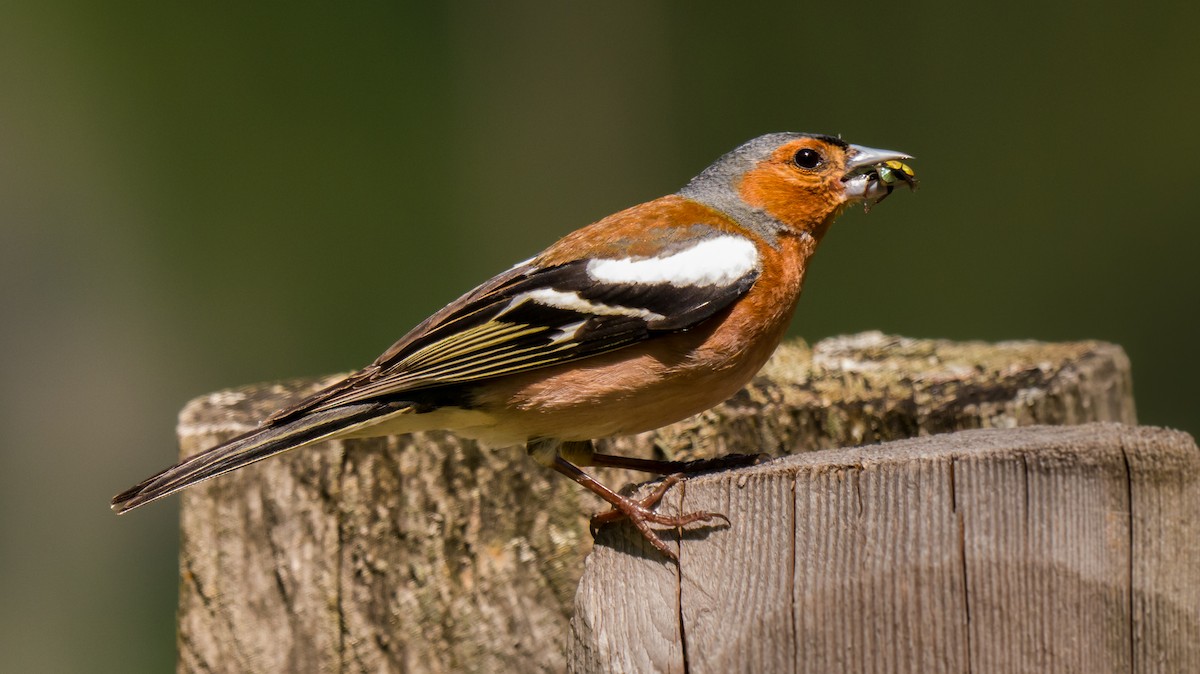 Common Chaffinch - Kevin Steininger