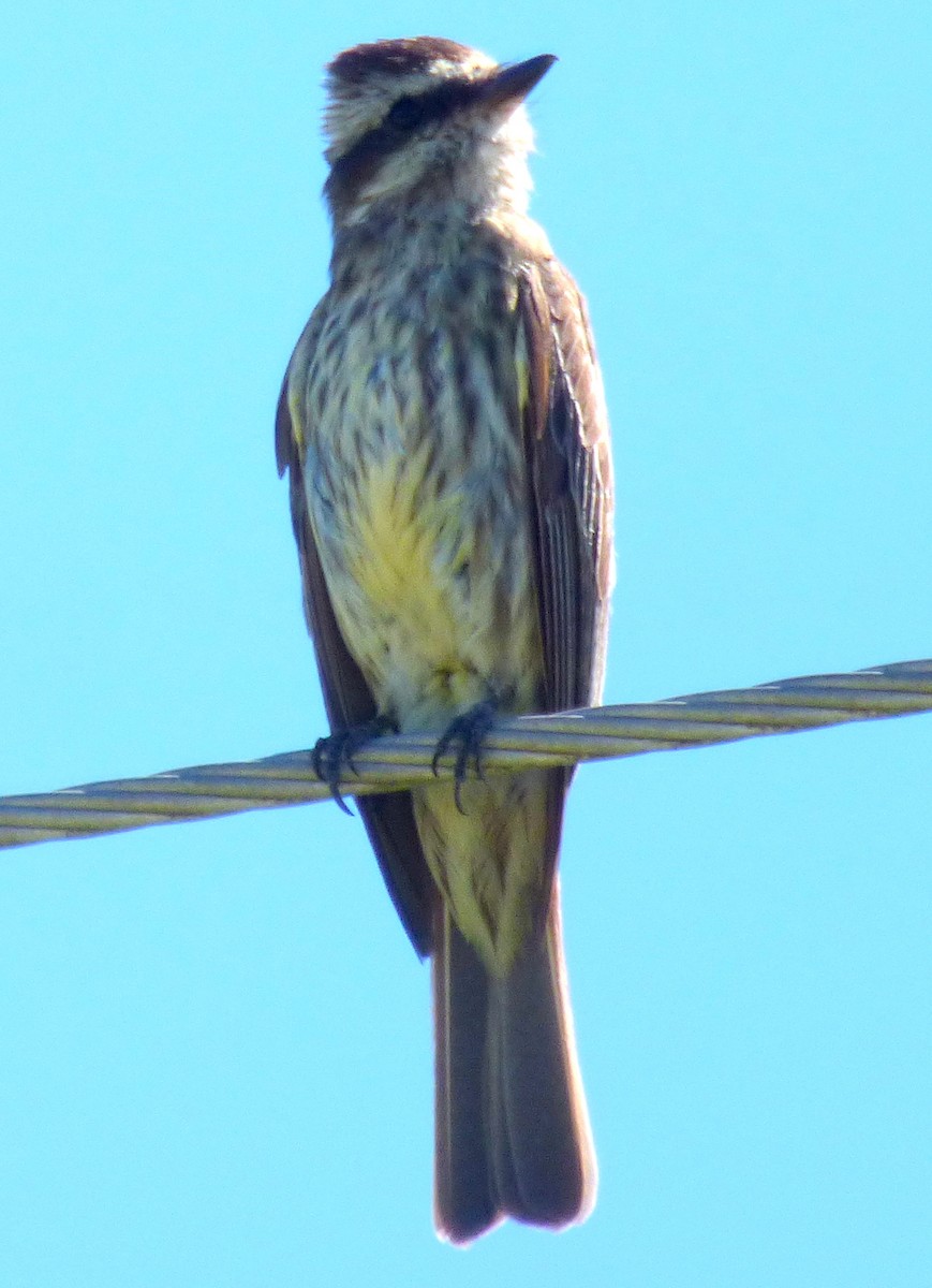Variegated Flycatcher - ML300902421