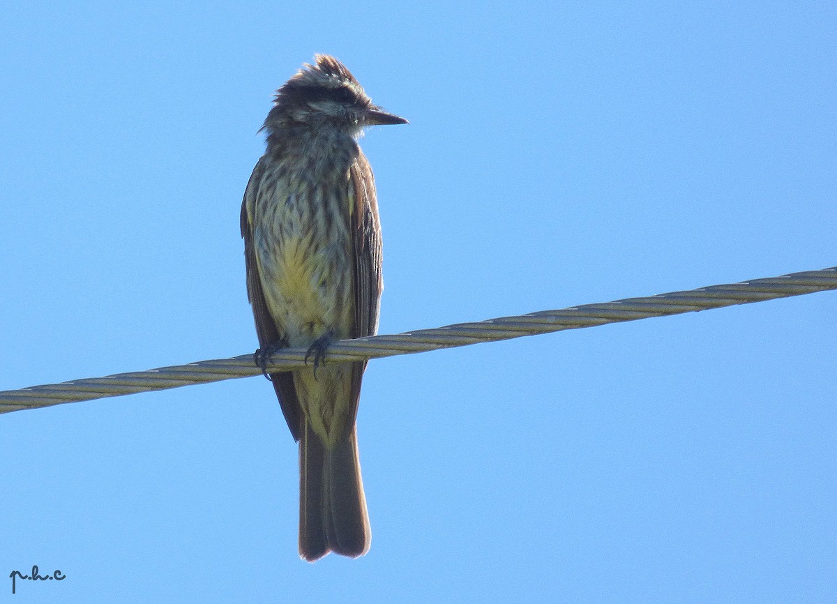 Variegated Flycatcher - ML300902511