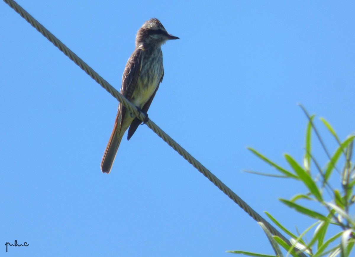 Variegated Flycatcher - ML300902691