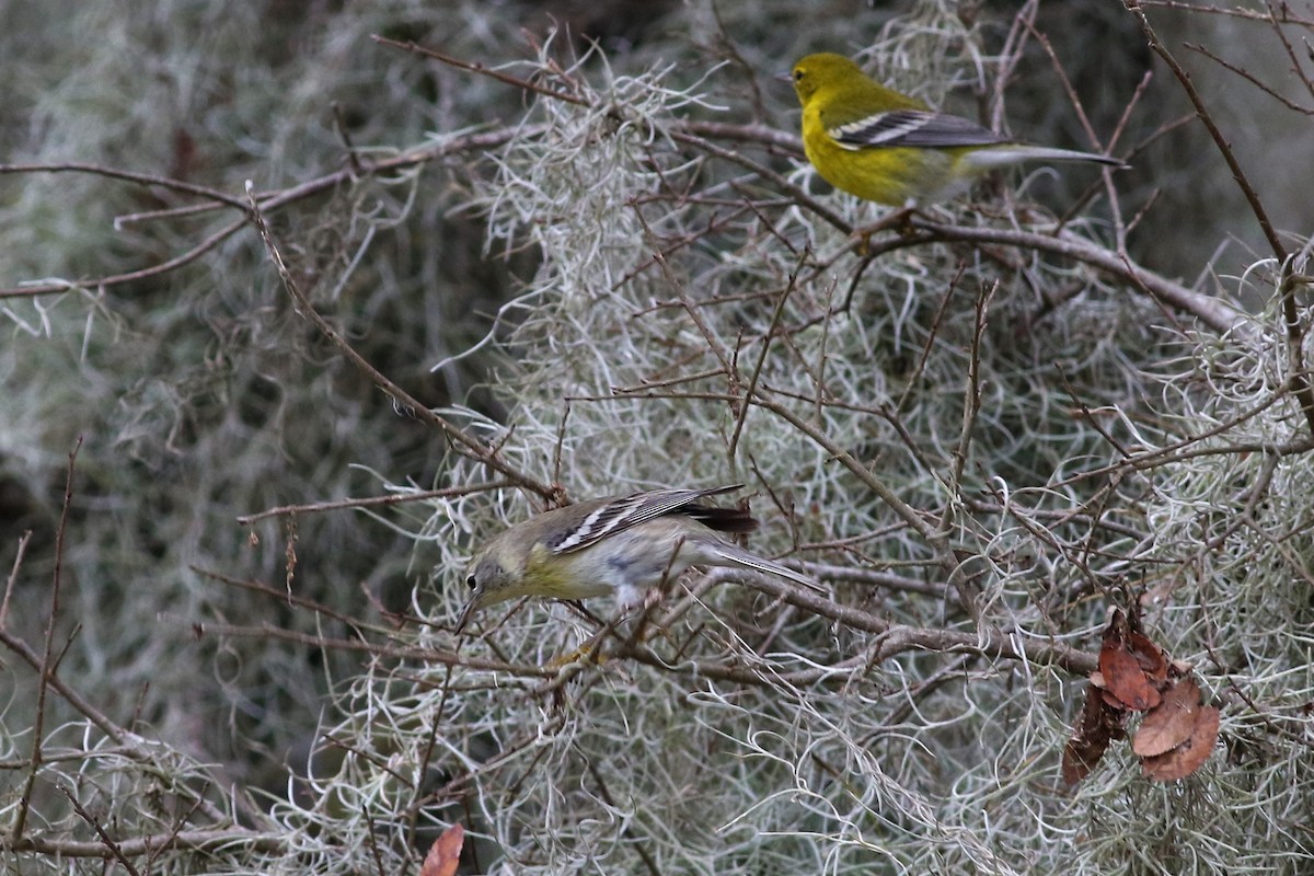 Pine Warbler - ML300903001