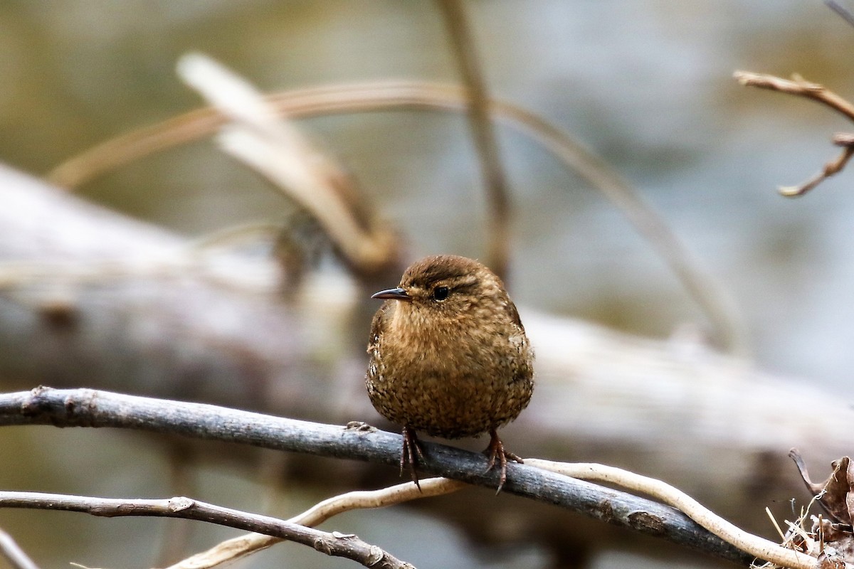 Winter Wren - ML300903771