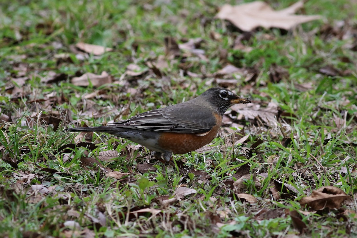 Zozo papargorria - ML300903961