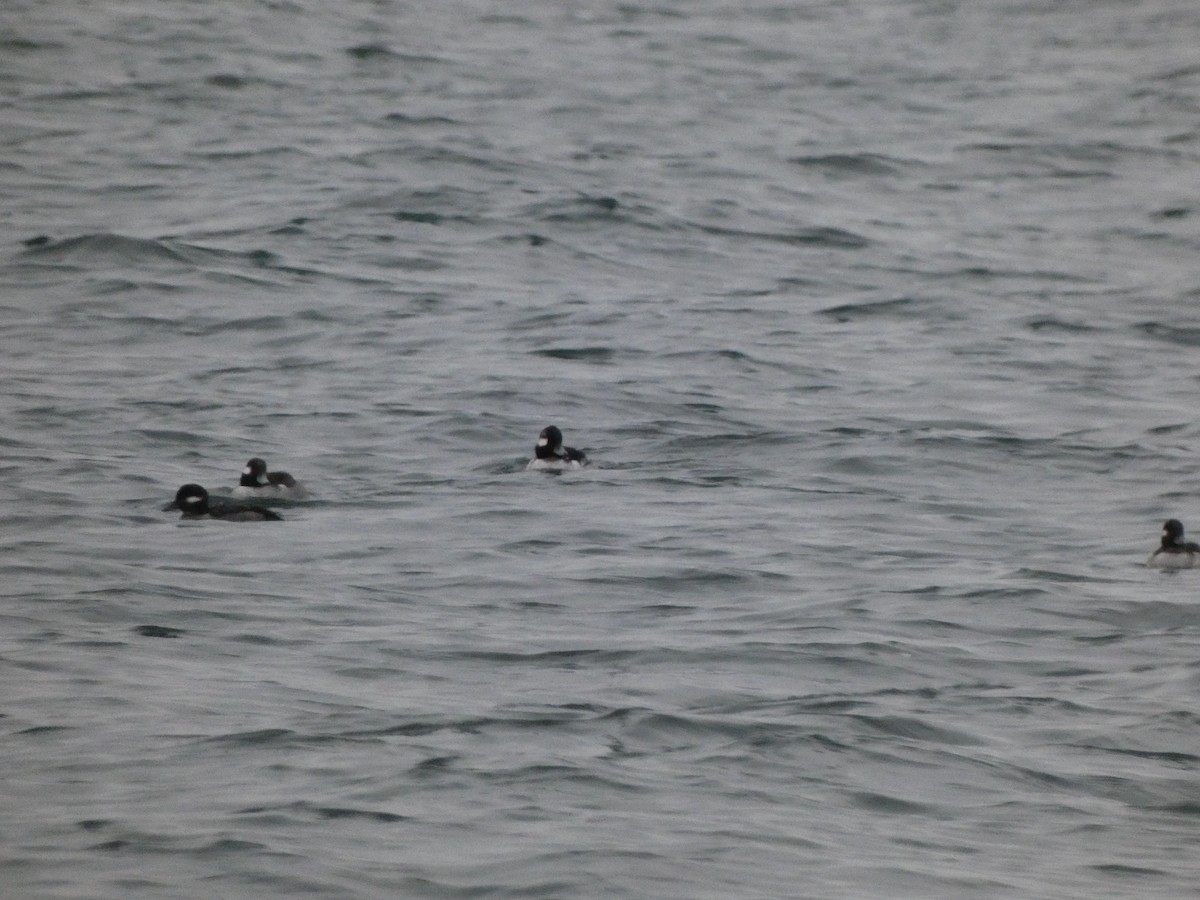 Bufflehead - Aaron Ludwig