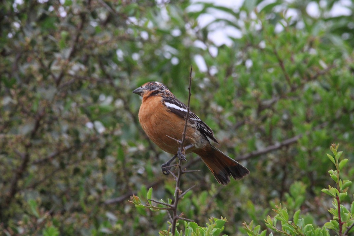 Rufous-tailed Plantcutter - ML300904931