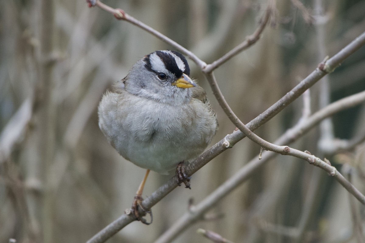 White-crowned Sparrow - ML300905401