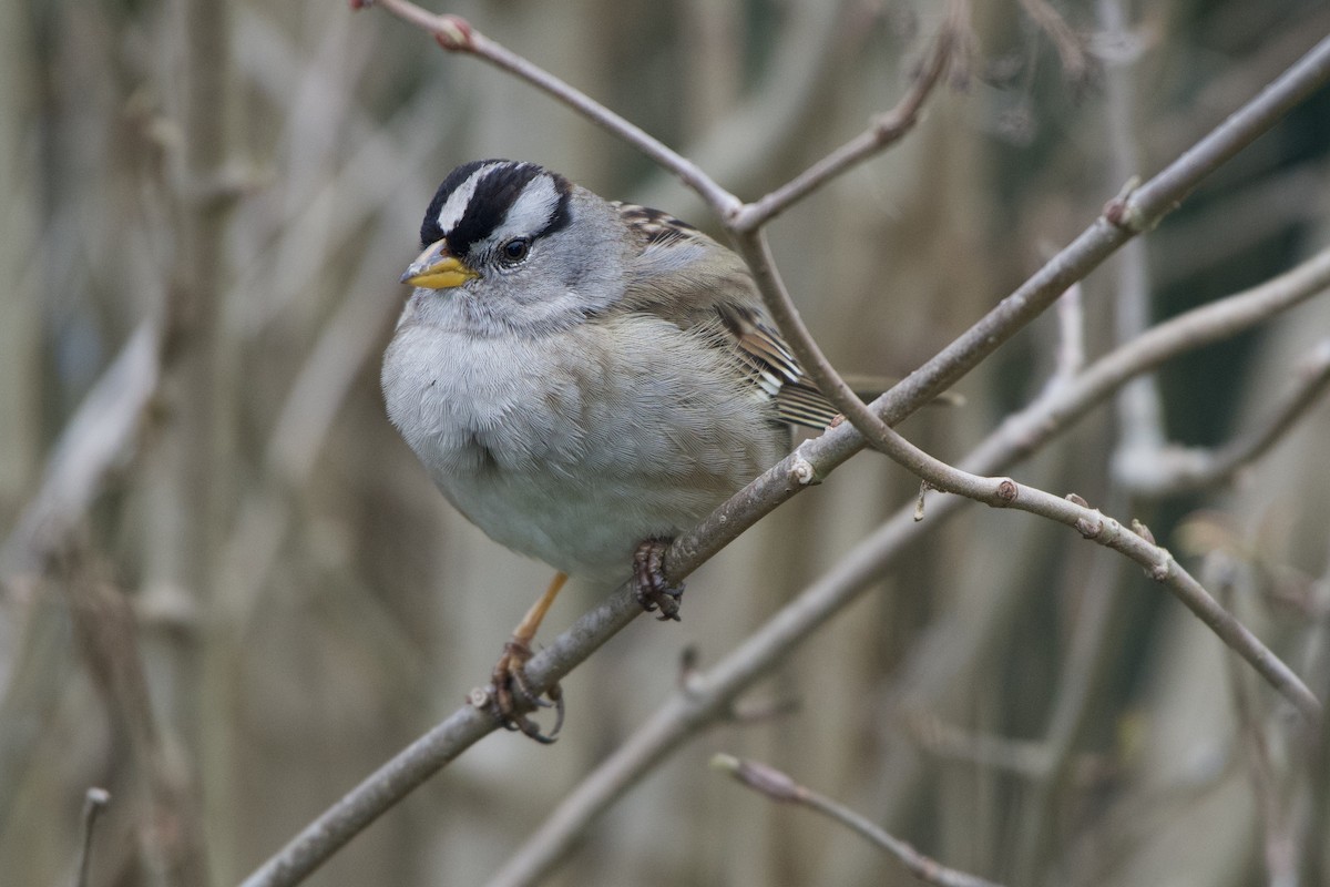 Bruant à couronne blanche - ML300905421