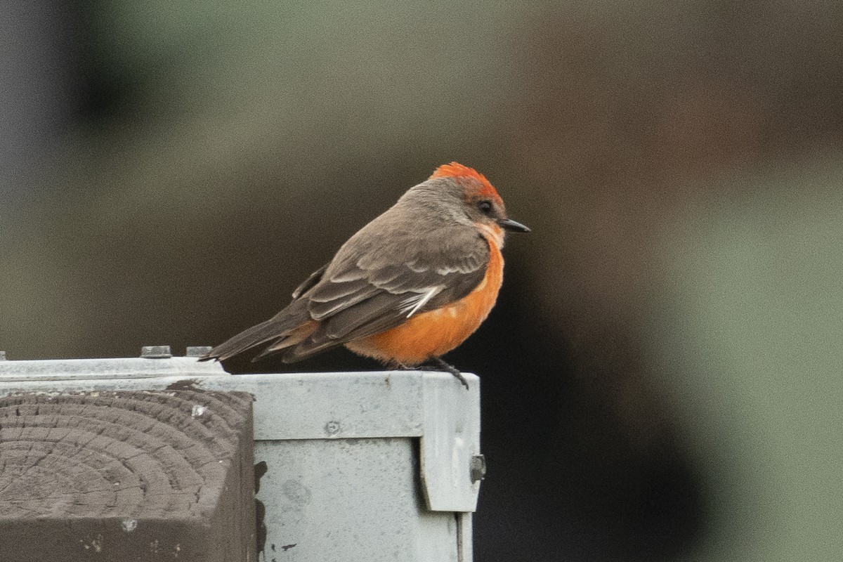 Vermilion Flycatcher - ML300905881