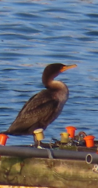 Double-crested Cormorant - ML300906501