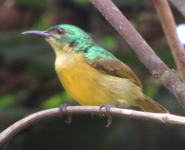 Collared Sunbird - ML300910691