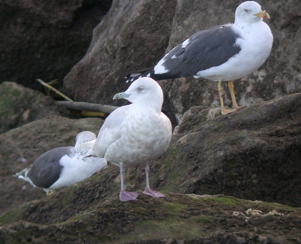 Gaviota Groenlandesa - ML300912181