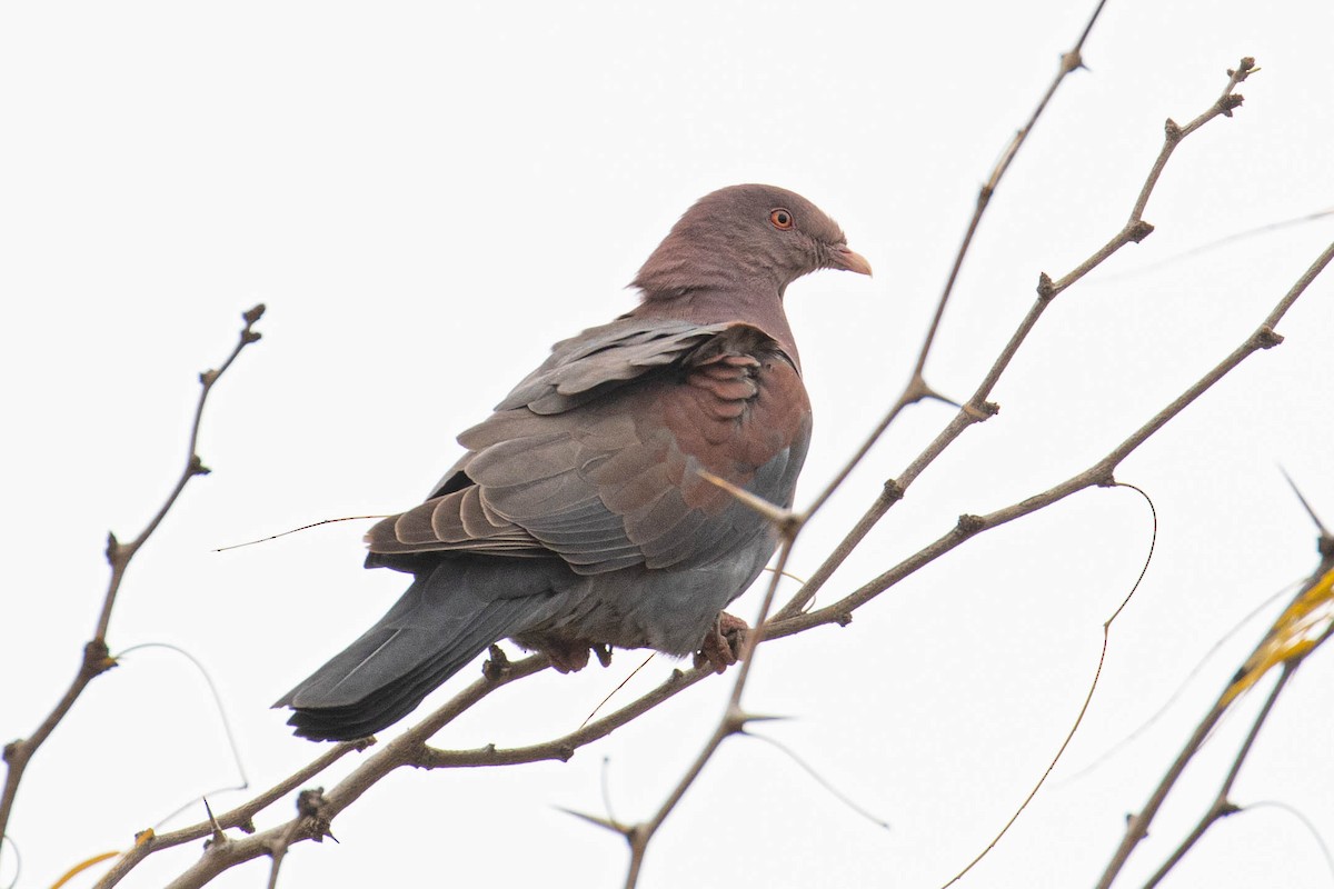 Pigeon à bec rouge - ML300912771