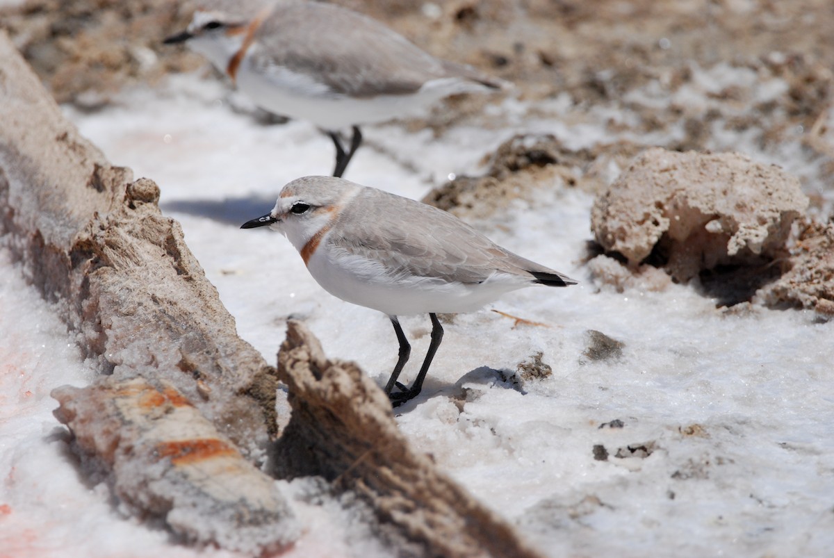 Chestnut-banded Plover - Gabriel Jamie