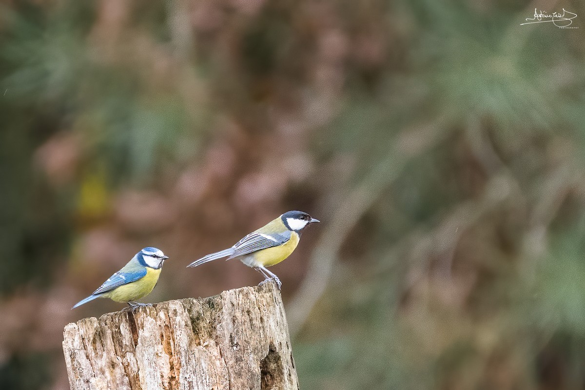 Eurasian Blue Tit - ML300913961