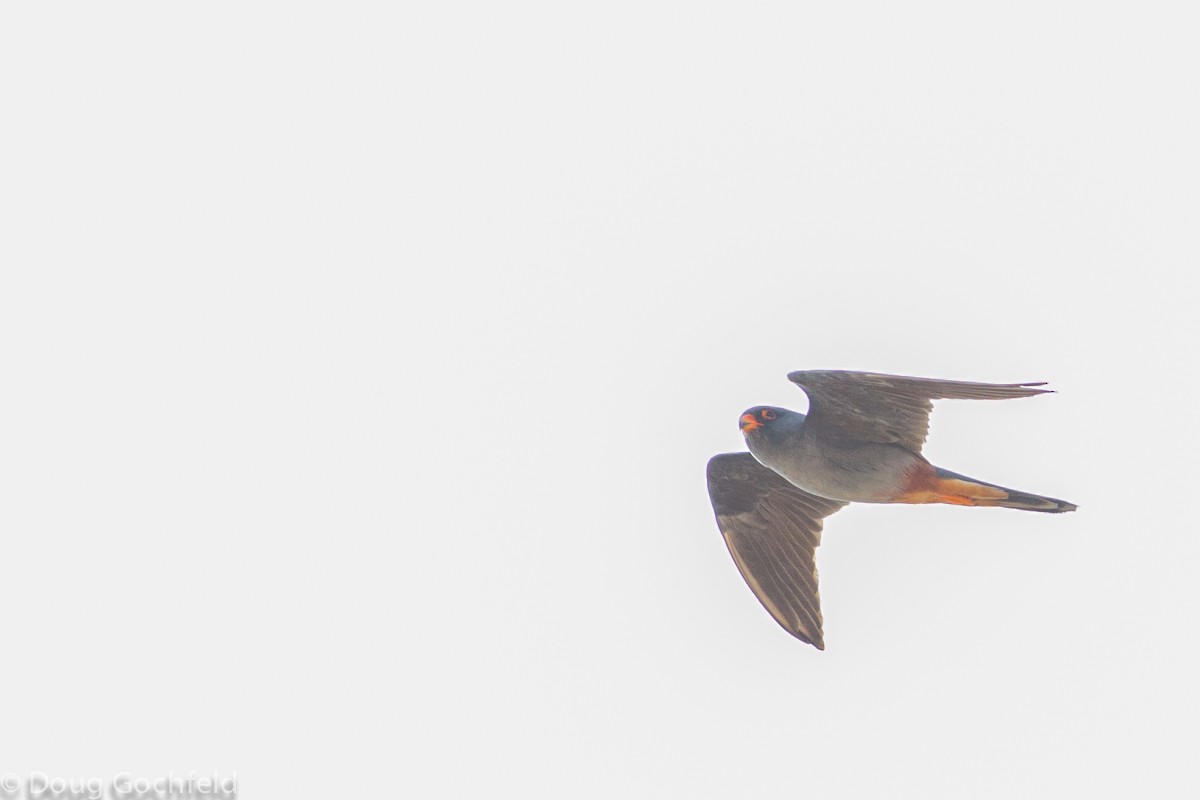 Red-footed Falcon - ML30091411