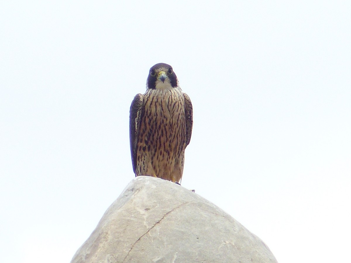 Peregrine Falcon - ML300914141