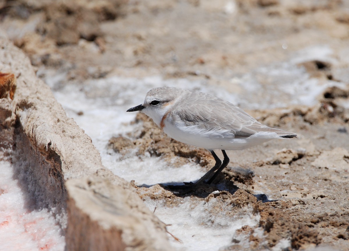 Chestnut-banded Plover - Gabriel Jamie