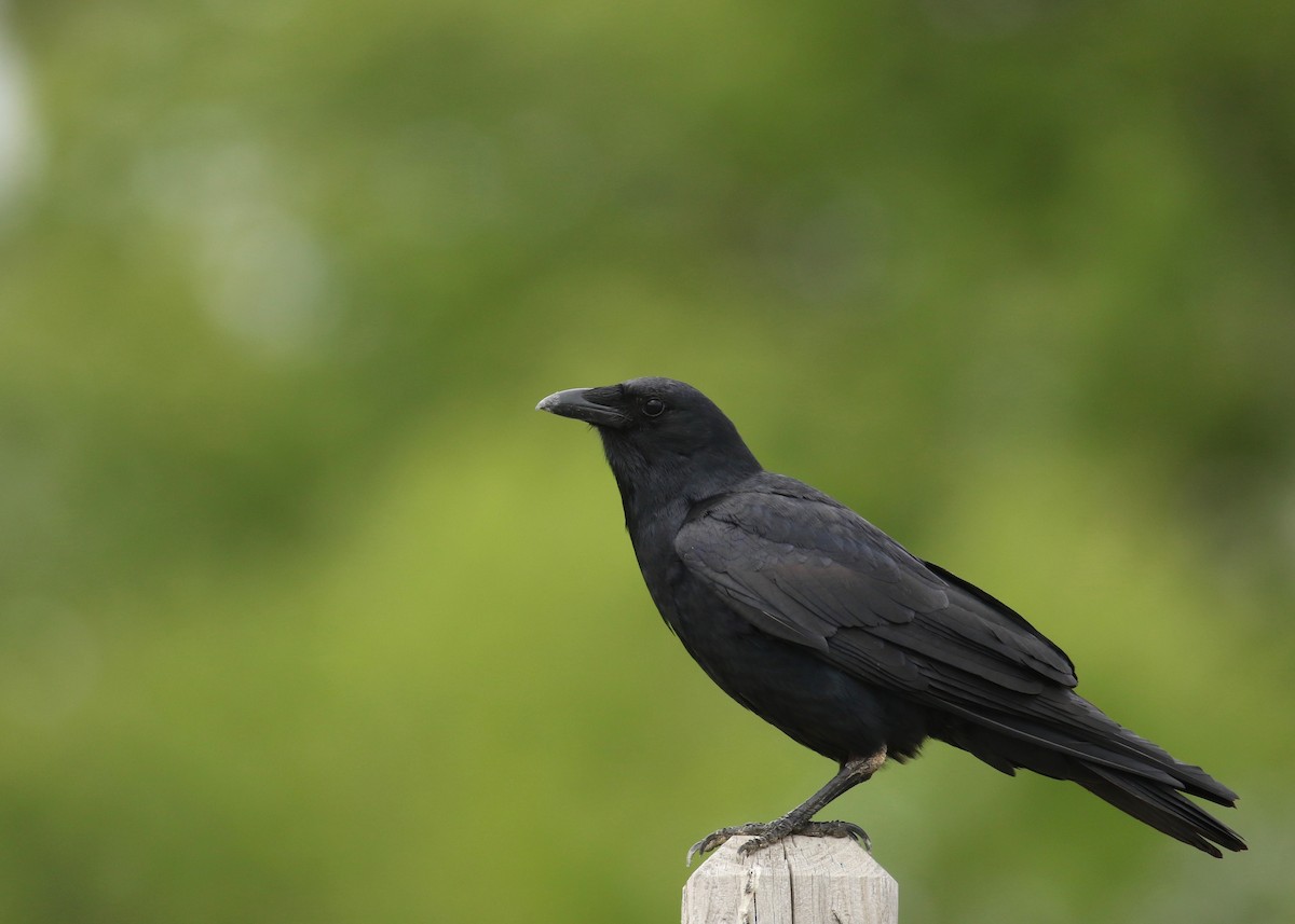 Fish Crow - Nathan Dubrow