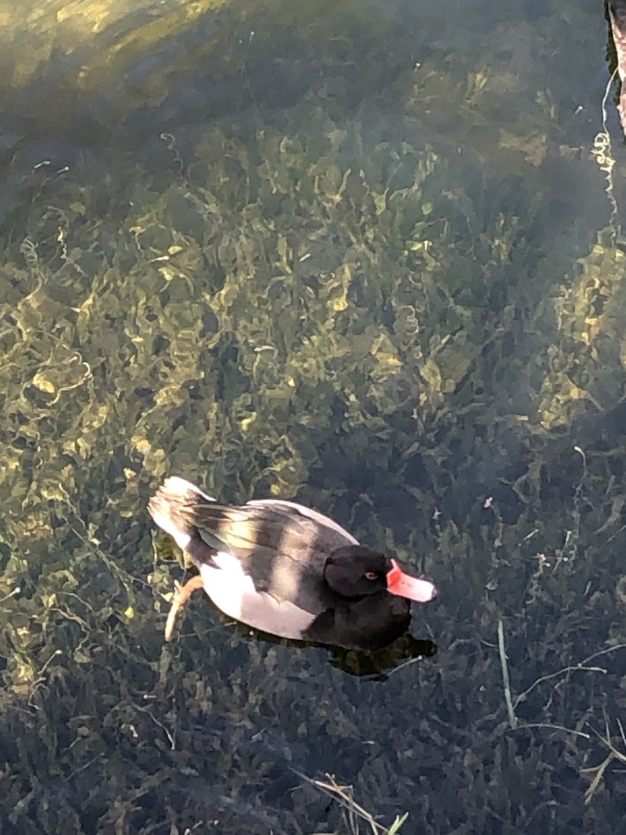 Rosy-billed Pochard - ML300916371