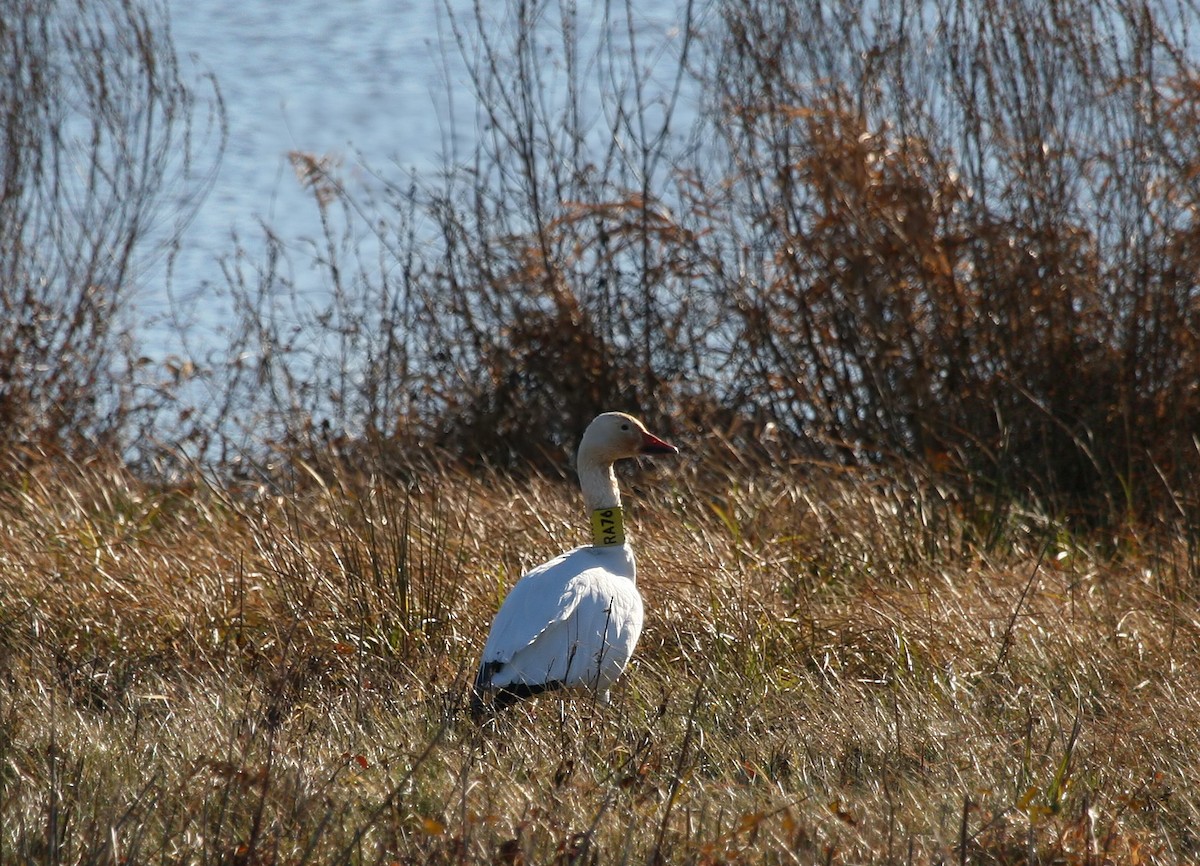 Snow Goose - Rachel Holzman