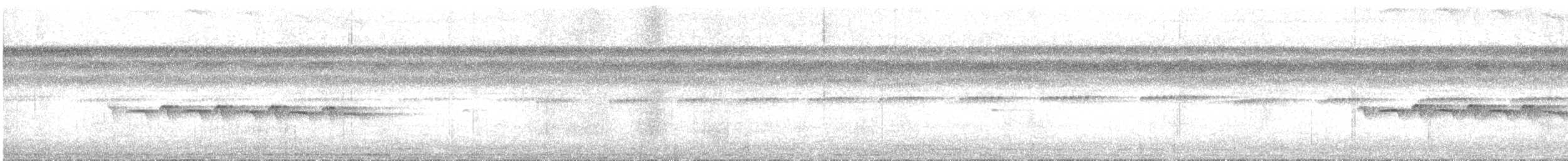 Weißband-Ameisenvogel - ML300916951