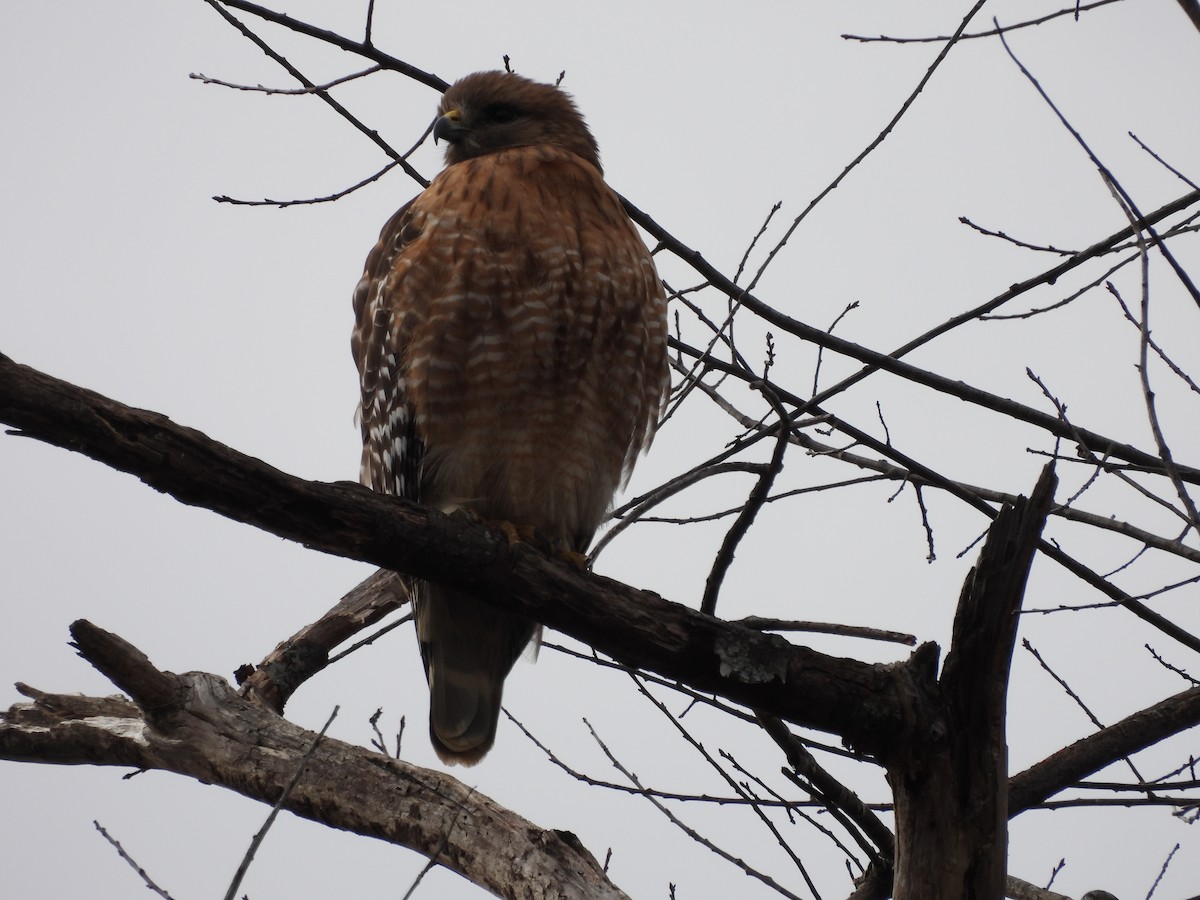 Red-shouldered Hawk - ML300917021