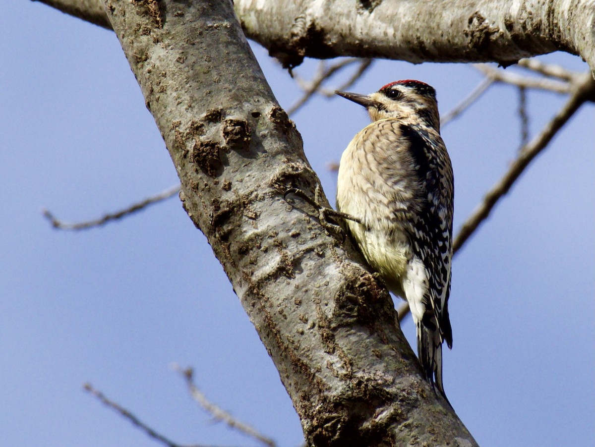 Yellow-bellied Sapsucker - ML300917311