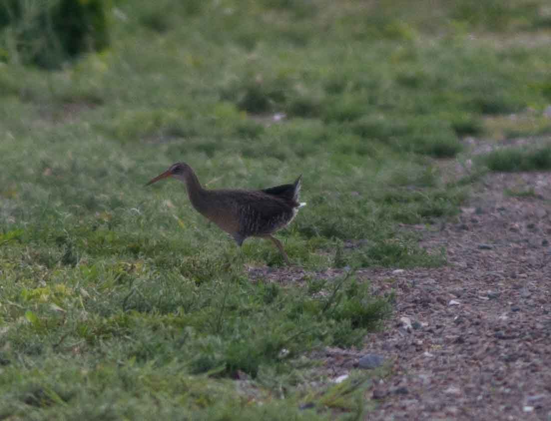 Clapper Rail - Robert Bate