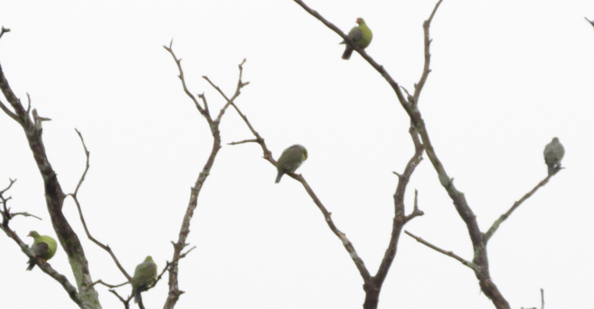 African Green-Pigeon - ML300918231