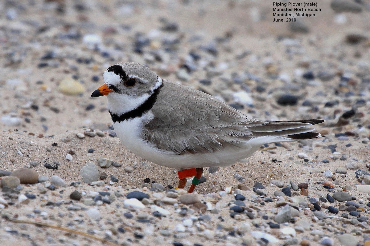 Piping Plover - ML30091851