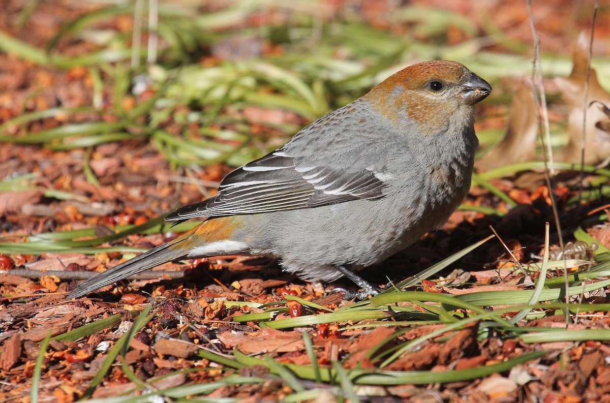 Pine Grosbeak - ML300918581