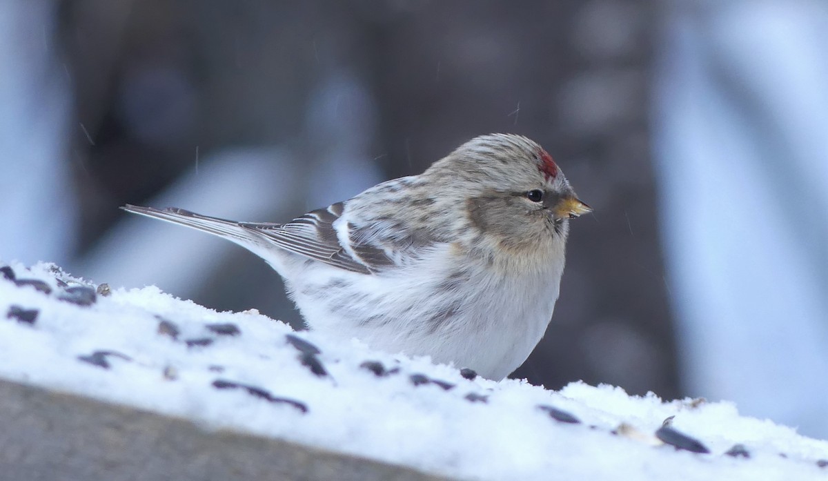 Redpoll (Hoary) - ML300920791
