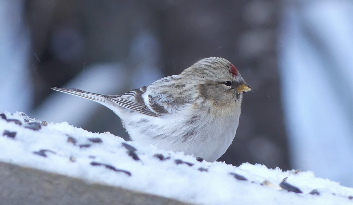 Hoary Redpoll - ML300920791