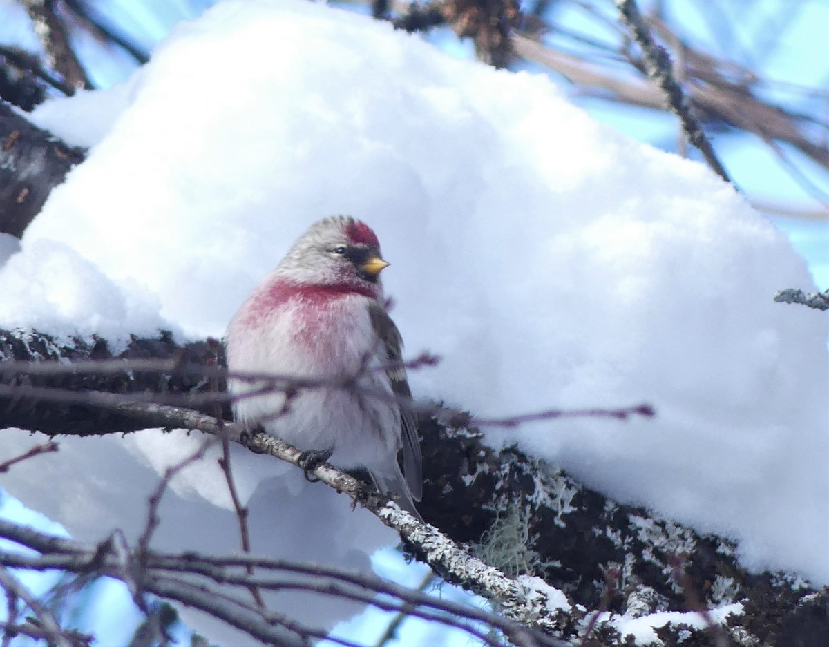 Redpoll (Hoary) - ML300920821