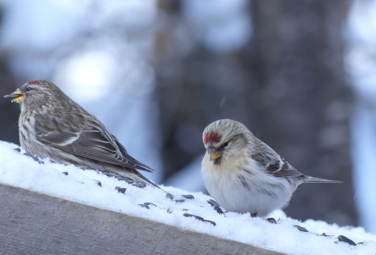 Redpoll (Hoary) - ML300920831