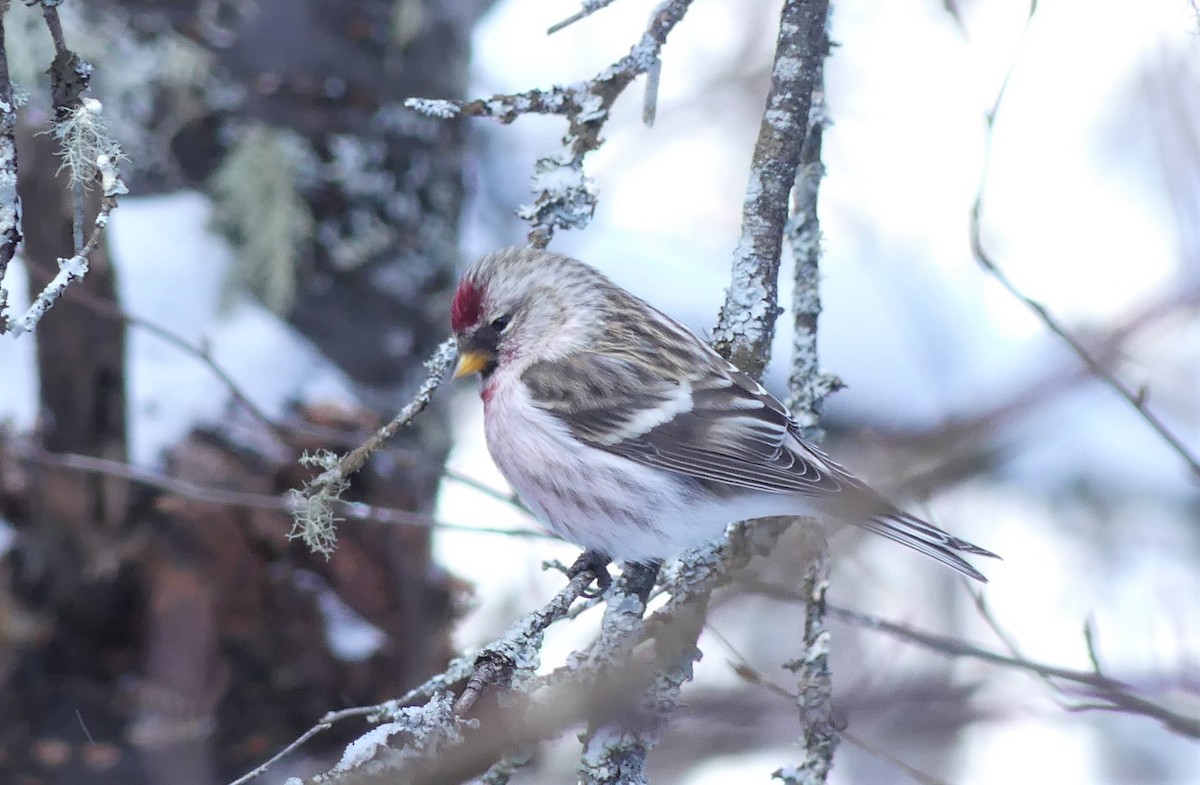 Hoary Redpoll - ML300920841