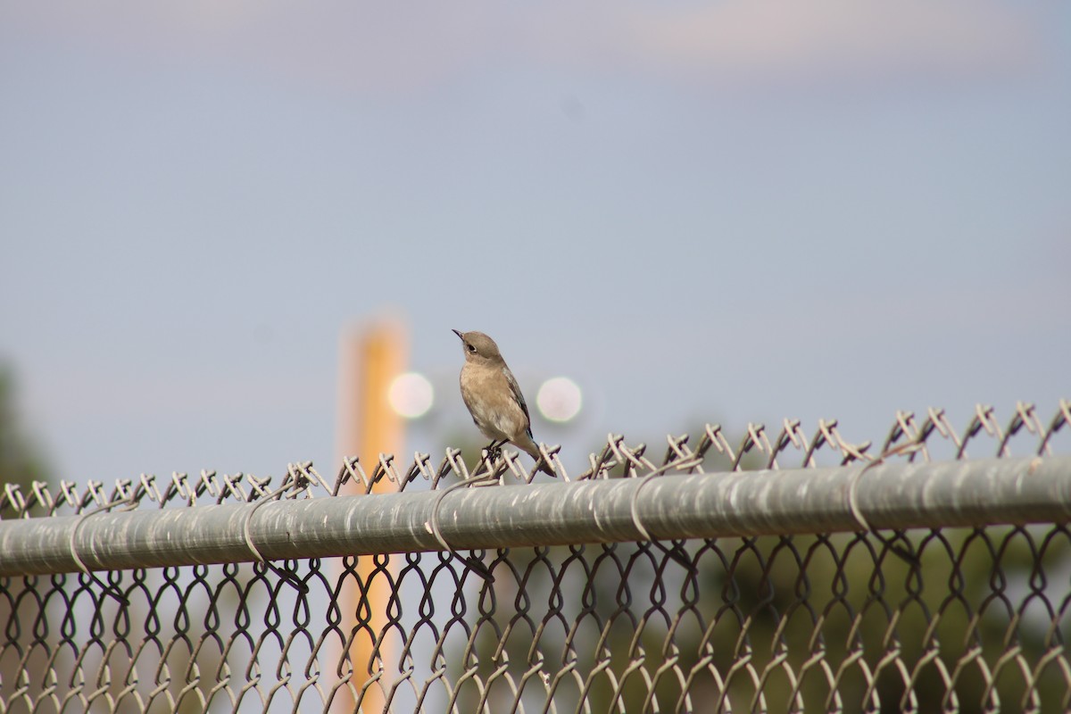 Mountain Bluebird - ML300922461