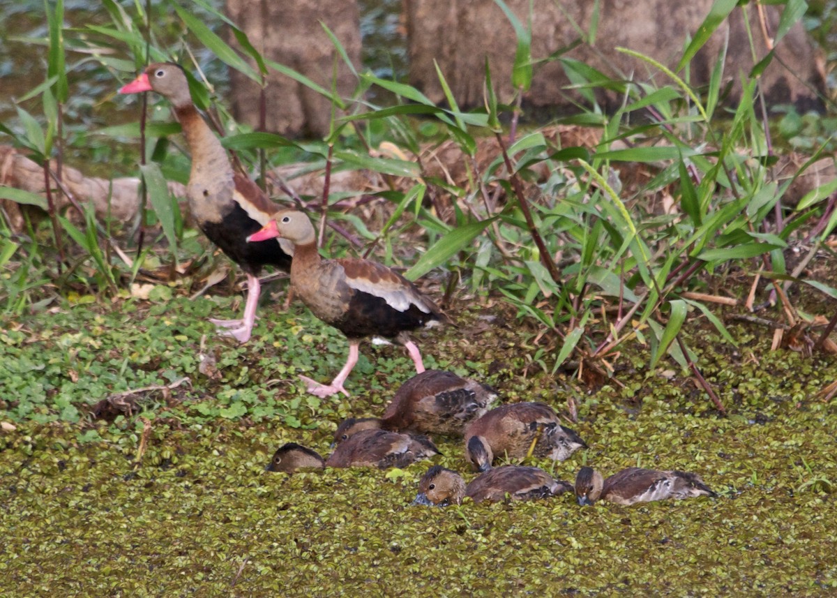 Black-bellied Whistling-Duck - ML300923441