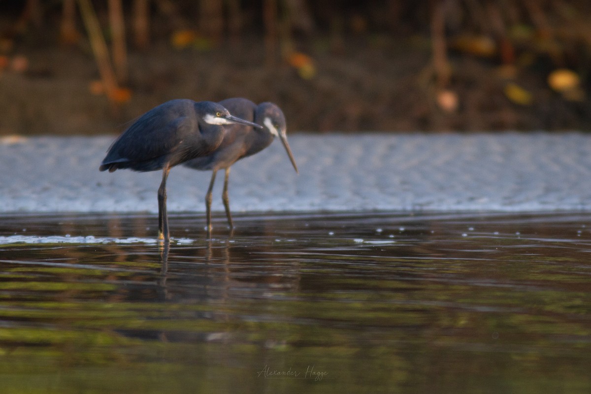 Western Reef-Heron - Alexander Hagge