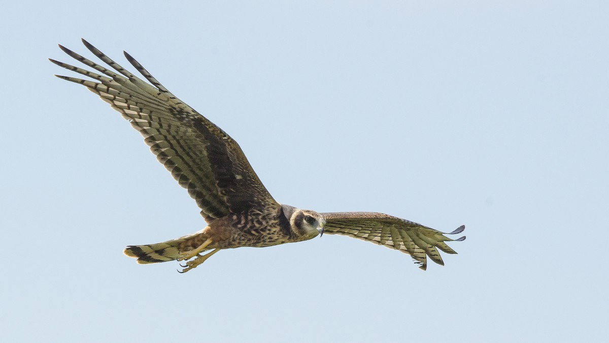 Long-winged Harrier - ML300927571