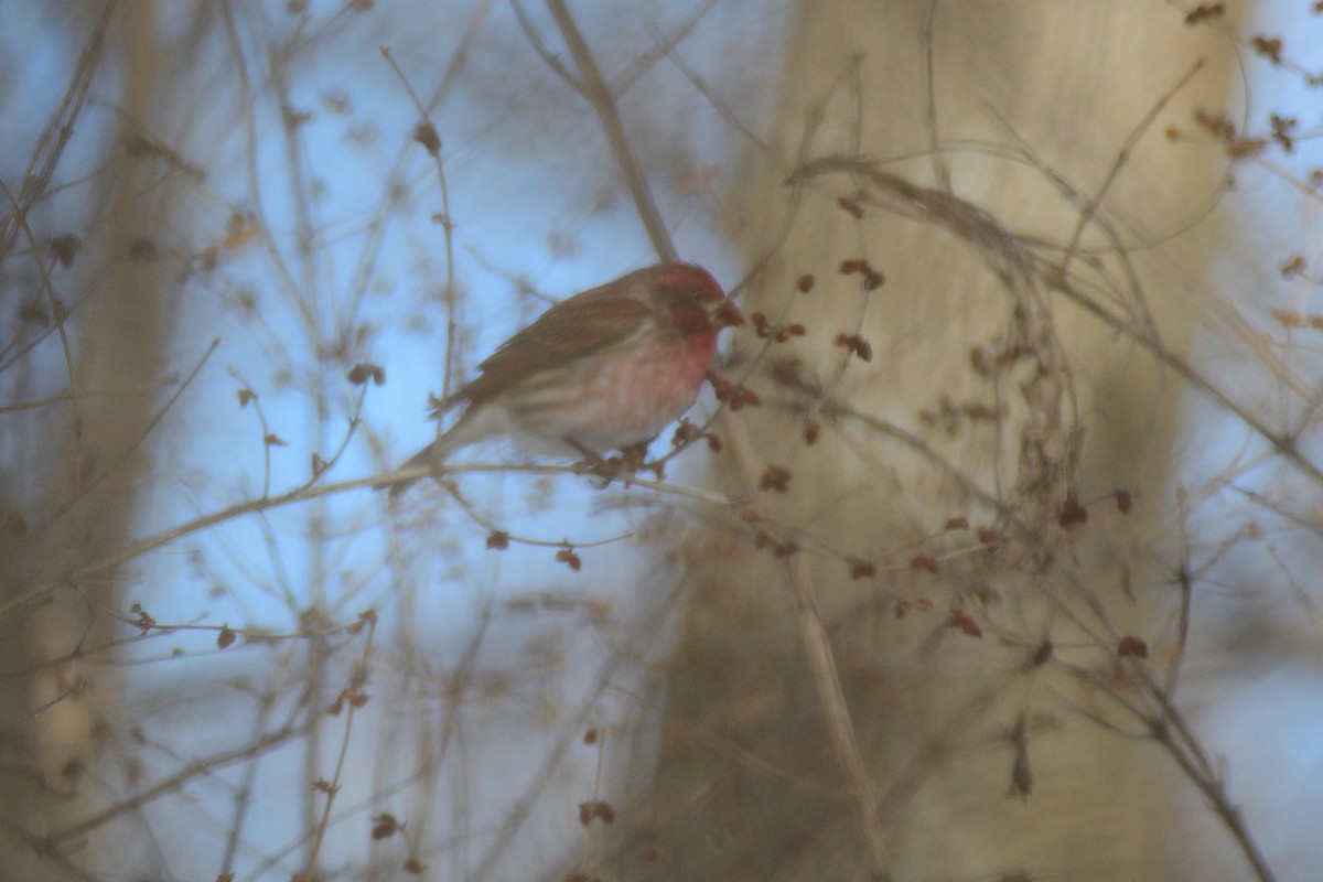 Purple Finch - ML300928401