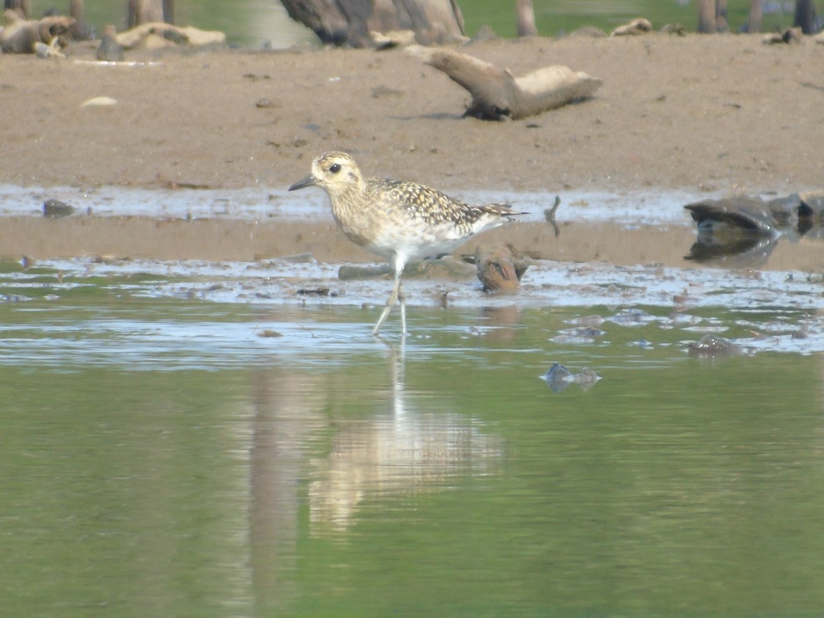 Pacific Golden-Plover - ML300930721