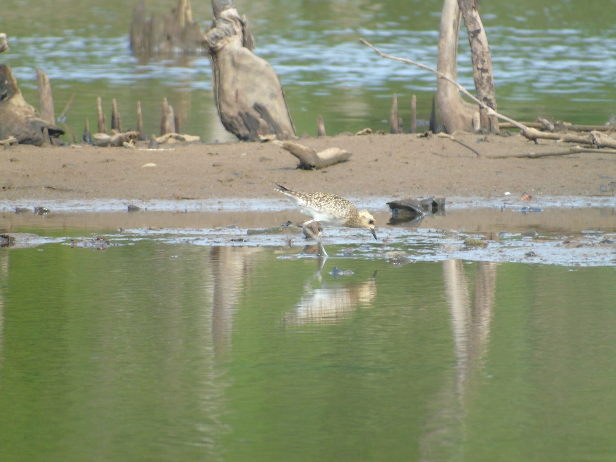 Pacific Golden-Plover - ML300930931