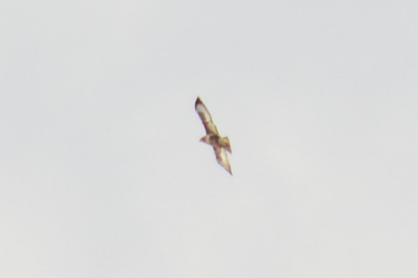 diurnal raptor sp. - ML300933061