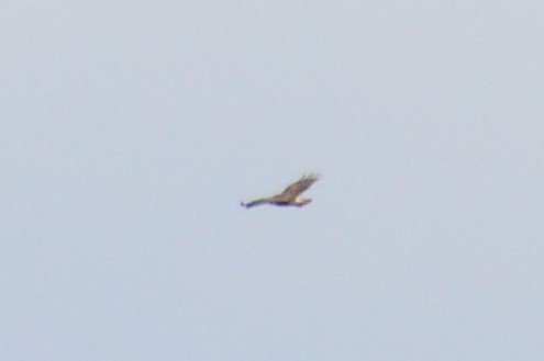 diurnal raptor sp. - ML300933071