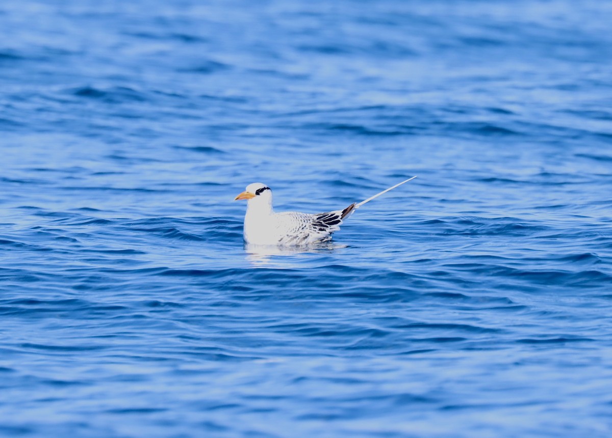 Red-billed Tropicbird - ML300933121