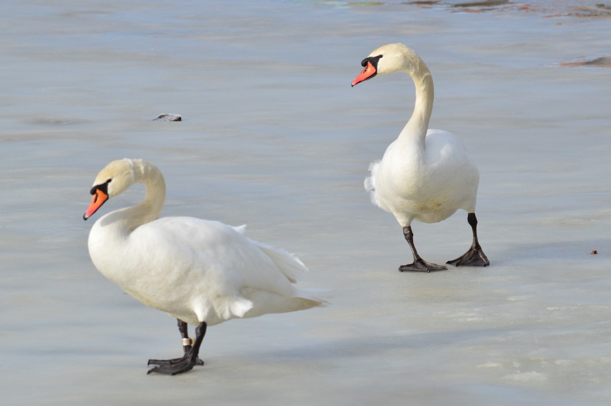 Mute Swan - ML300933201